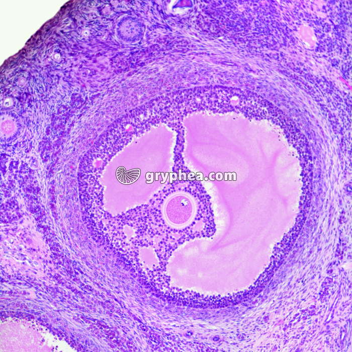Ovaire de Lapine - follicule de De Graaf x25 - gryphea.com